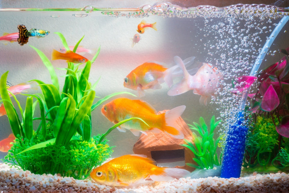 Buy Fish Aquarium in Dubai | Up to 20 % Off Best Deal