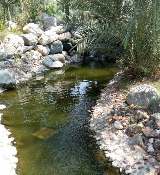 Pond maintenance and installation 4