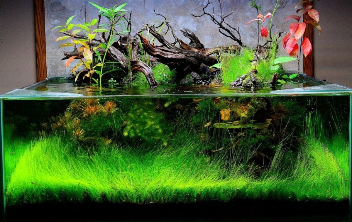 Dymax Shallow Aquarium 75CM X 30CM X 20CM (6 MM)